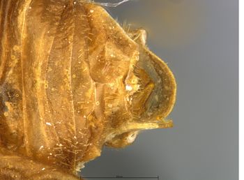 Media type: image;   Entomology 9023 Aspect: abdomen dorsal view